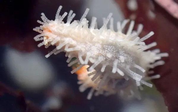 Eupentacta quinquesemita