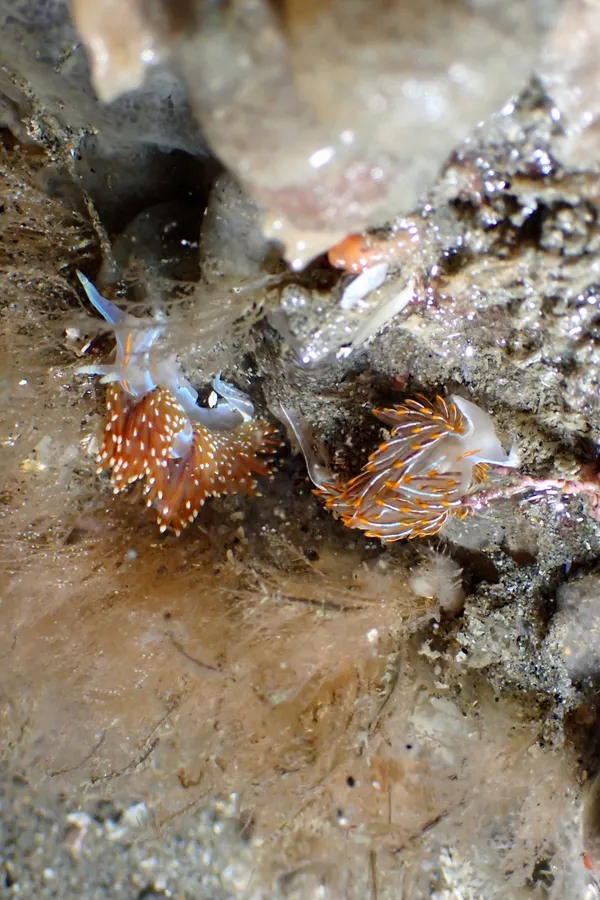 Hermissenda opalescens (left), crassicornis (right)