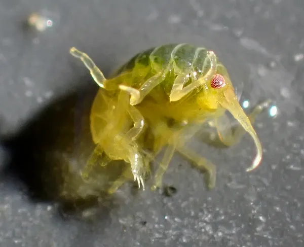 amphipod