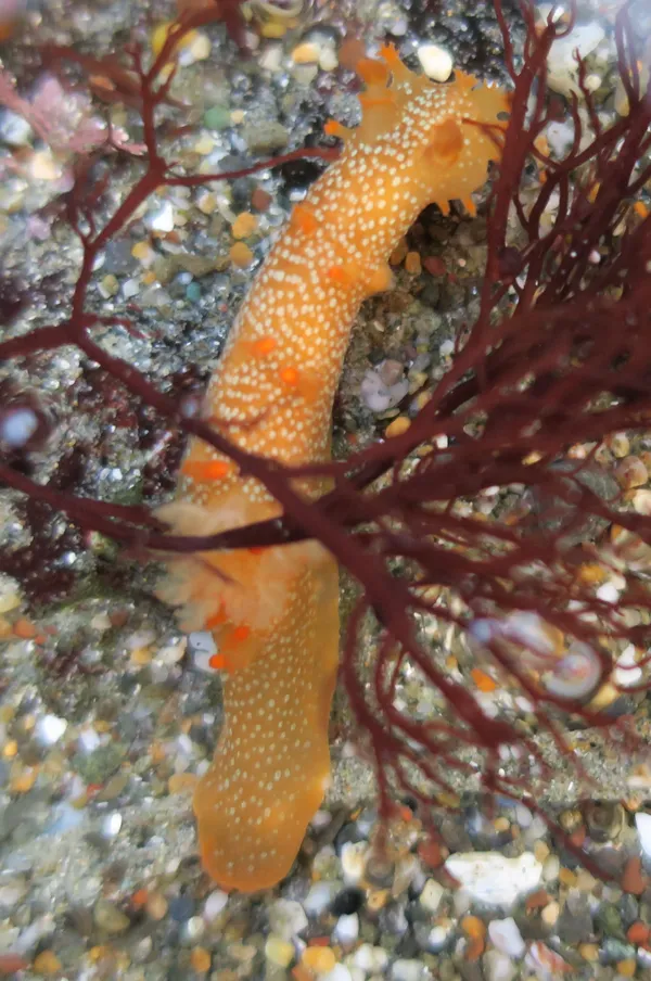 Triopha maculata, 12/12/2016