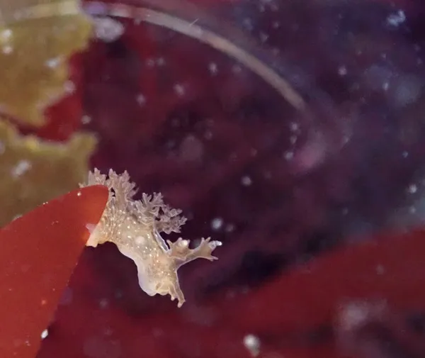 Dendronotus venustus