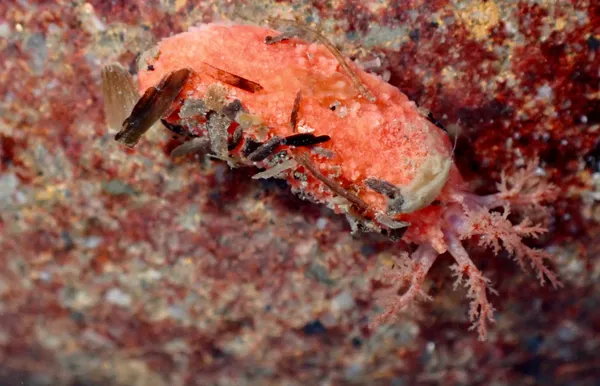 Lissothuria nutriens