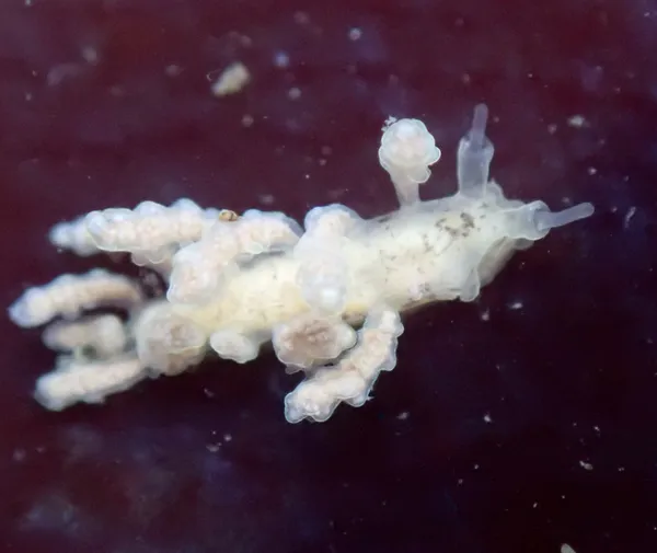 Doto columbiana  (thanks to J. Goddard for ID)