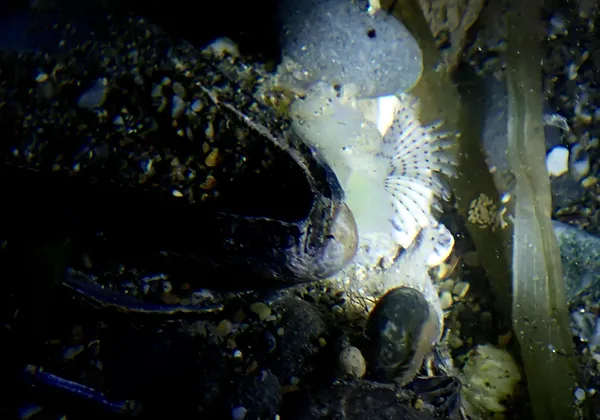 tube worm (Bispira sp.)