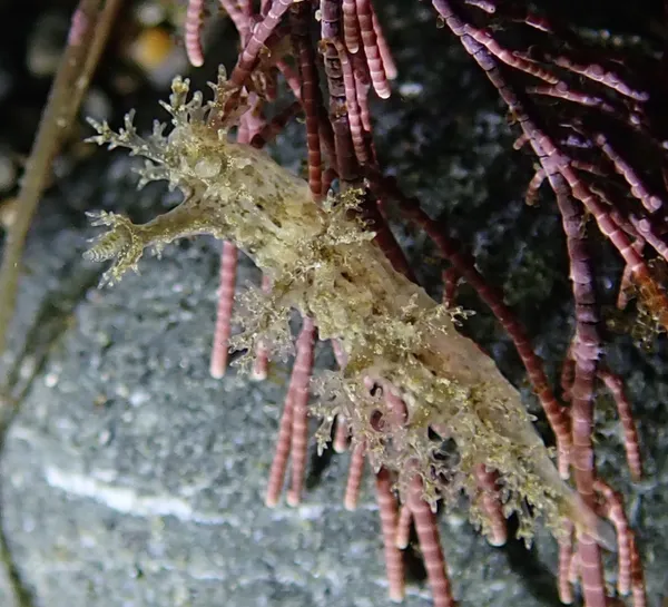 Dendronotus venustus