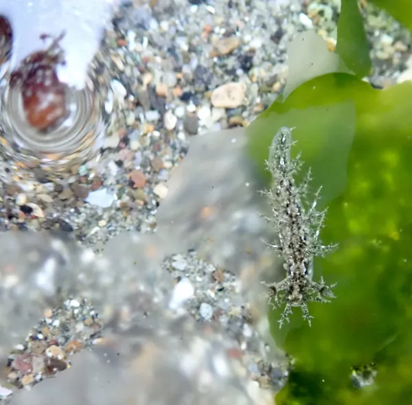 Dendronotus venustus