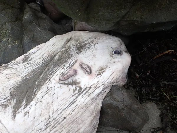 Mola mola; very large (3'x3') and very dead.