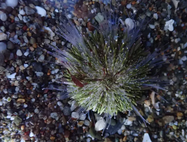 Marine life photograph