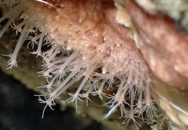 Schuchertinia milleri