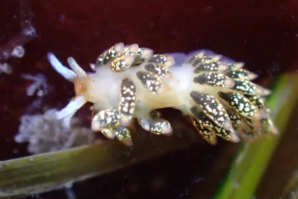 Diaphoreolis flavovulta