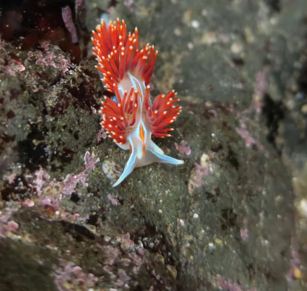 Hermissenda opalescens