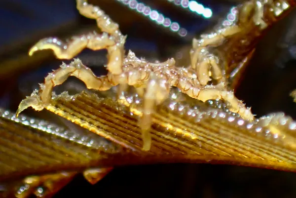 Tanystylum californicum