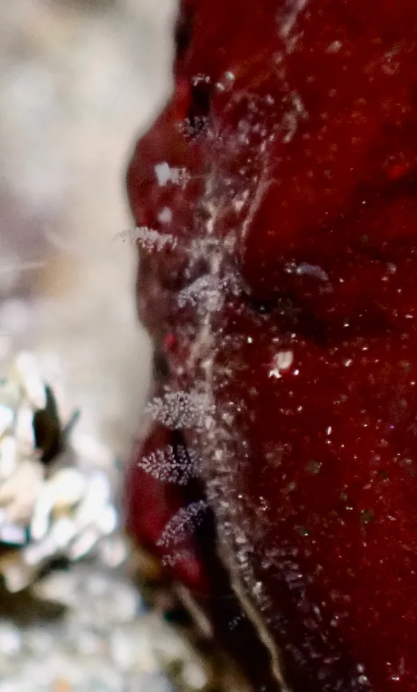 Order Sessilida; thanks to the IDs from inat