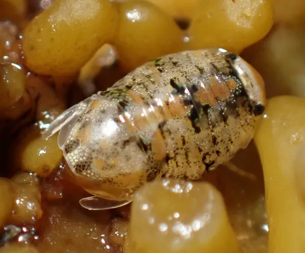 Exosphaeroma inornata