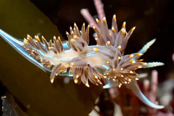 Hermissenda opalescens