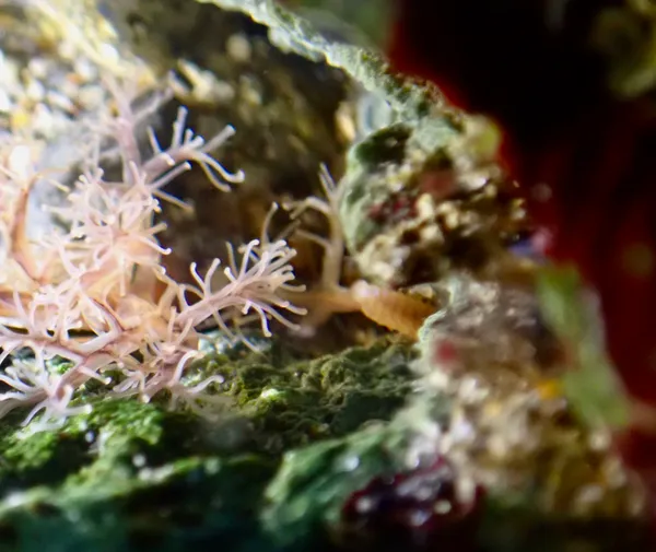 Naineris sp.; thanks to L. Harris for ID, also for several of the worms below.  You might have to click on the first picture above to make the video play.