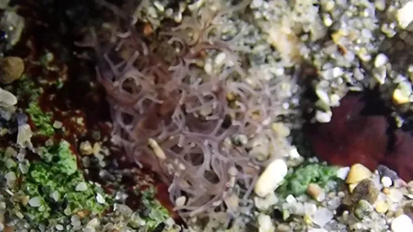 Marine life photograph