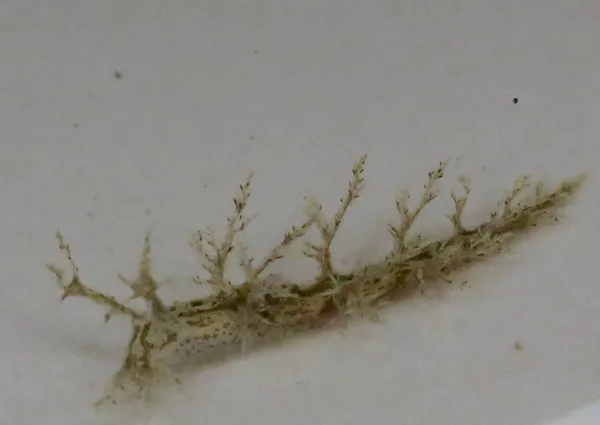 Dendronotus venustus