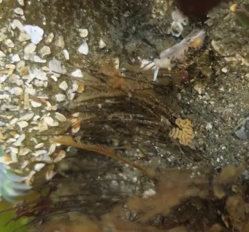 Phidiana hiltoni, and eggs- but in the same small area as D. subramosus above, so not clear (to me) whose eggs.