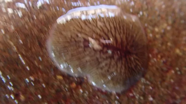 Hylocelis californica; you may have to click  on the picture to watch him move (but it's so worth it).