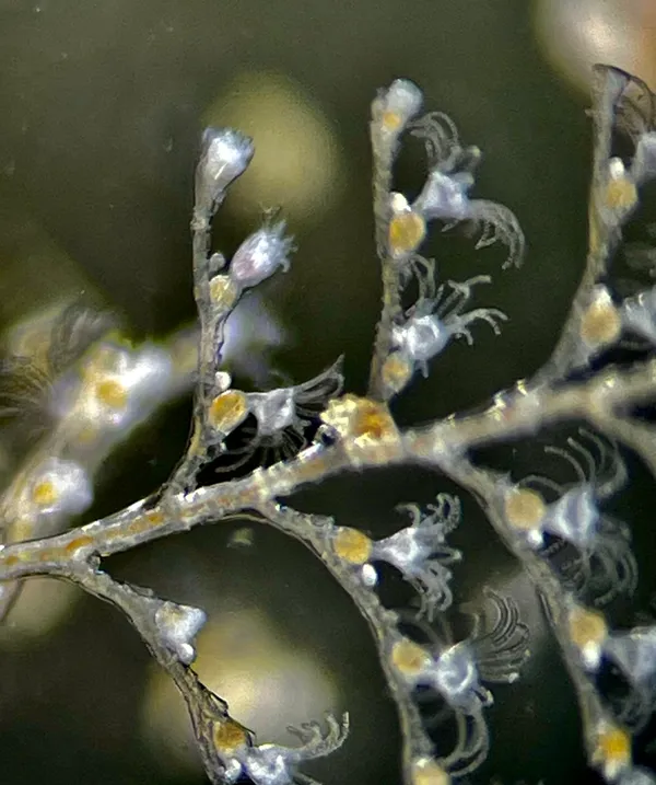hydroids