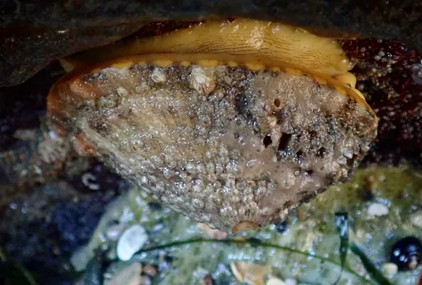 Diodora aspera; rough keyhole limpet