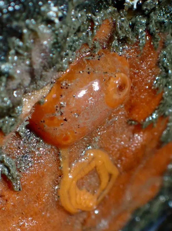 Rostanga pulchra, with eggs (on red sponge)