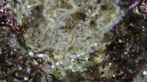 one more worm video; some species of Themiste