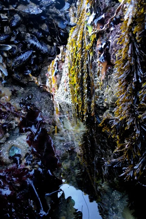 Marine life photograph