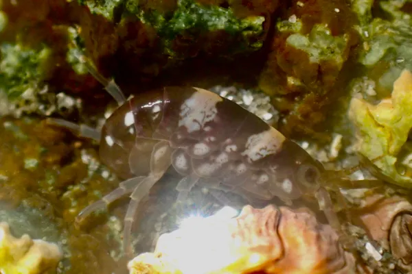 Family Hyalidae; thanks to hogawa for ID