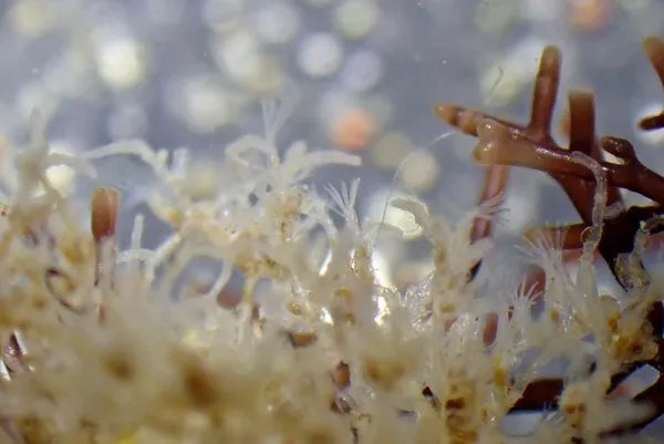 Genus Amathia; thanks to J. Goddard for ID