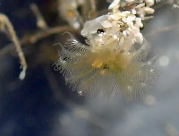 Family Sabellidae