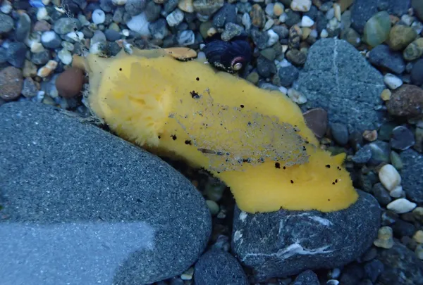 Archidoris montereyensis