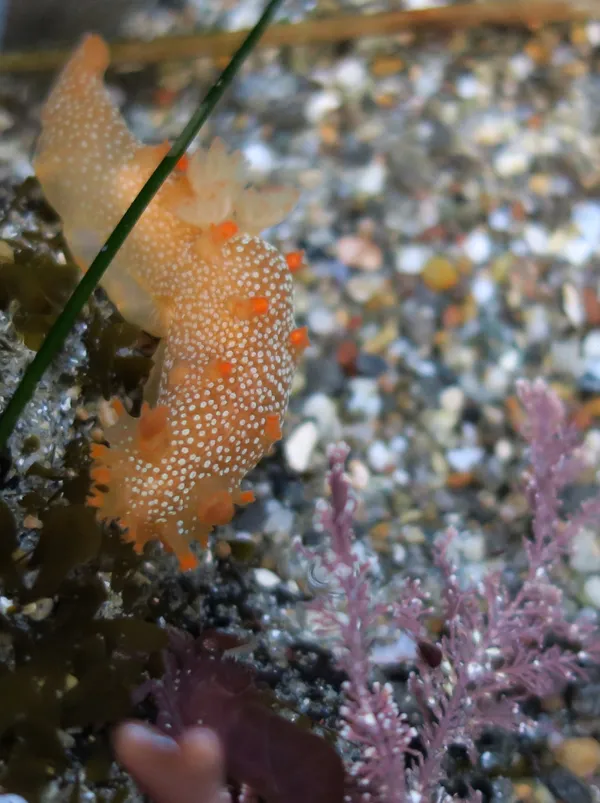 Triopha maculata, 12/12/2016