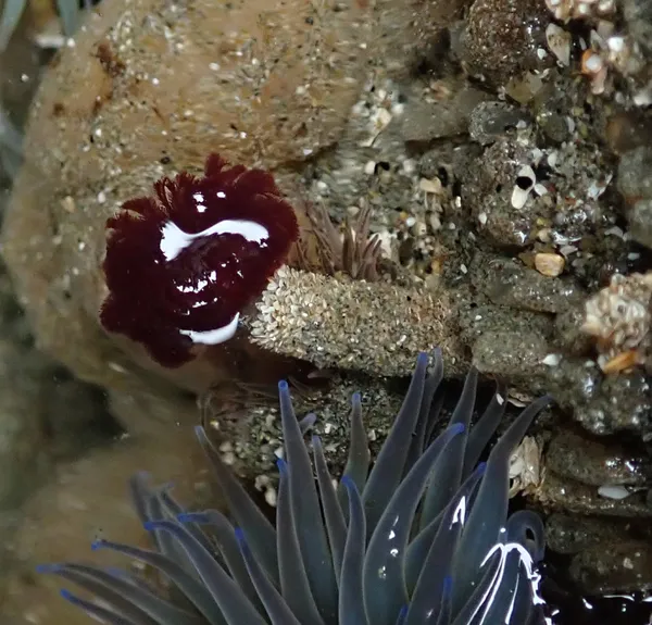 Marine life photograph