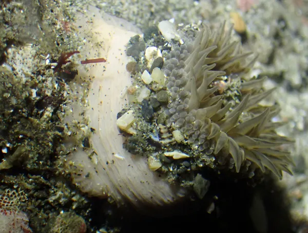 Anthopleura artemisia