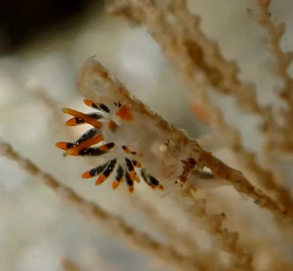 Diaphoreolis lagunae