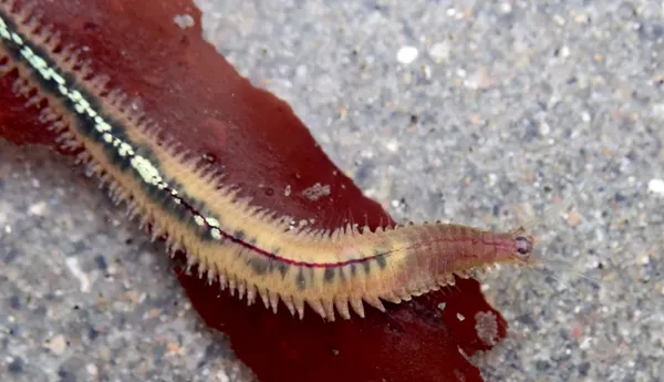 Platynereis bicanaliculata