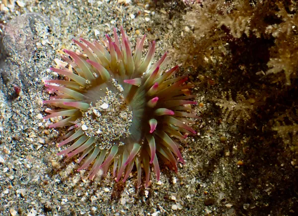 Anthopleura elegantissima