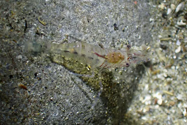 Heptacarpus sitchensis; thanks to  C. Nozères for ID