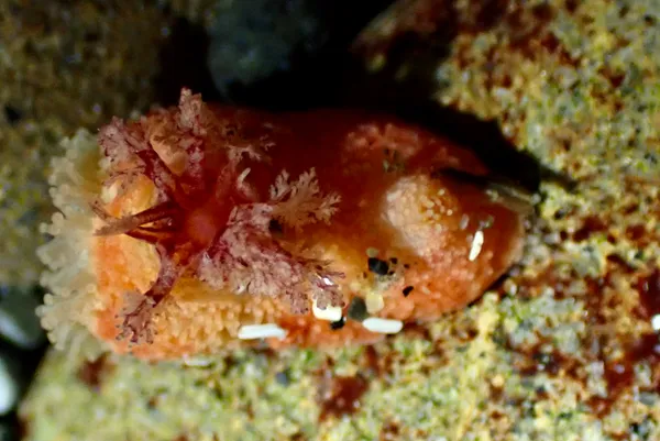 Lissothuria nutriens