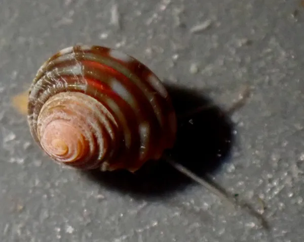 Genus Calliostoma