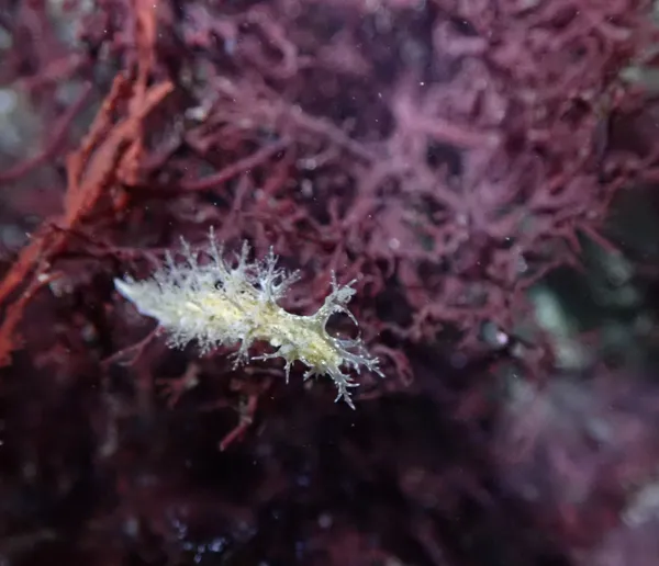 Dendronotus venustus