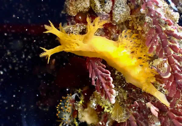 Dendronotus subramosus