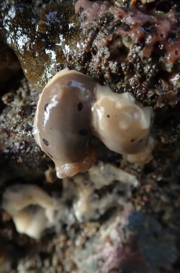 Dialula sandiegensis