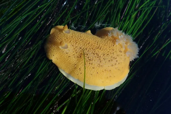 Peltodoris nobilis