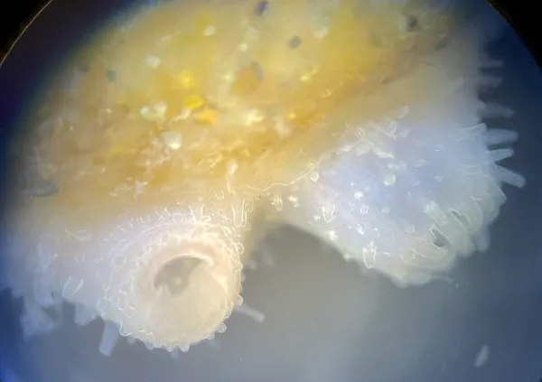 Mytilimeria nuttalli