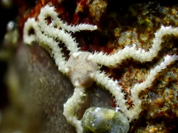 Amphipholis squamata