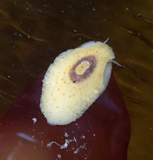 Marine life photograph