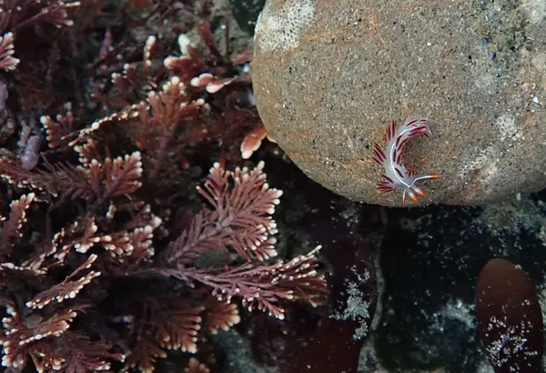 Flabellina trilineata?